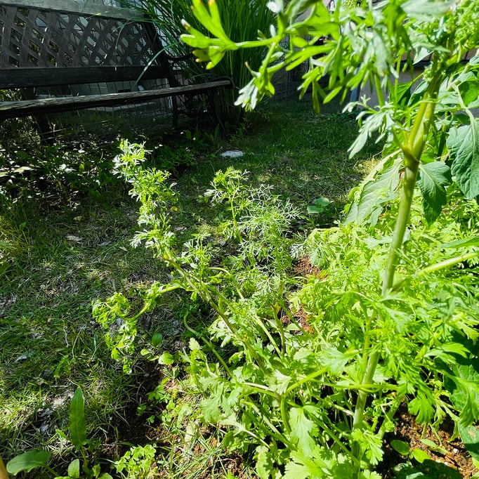 パクチーも元気。