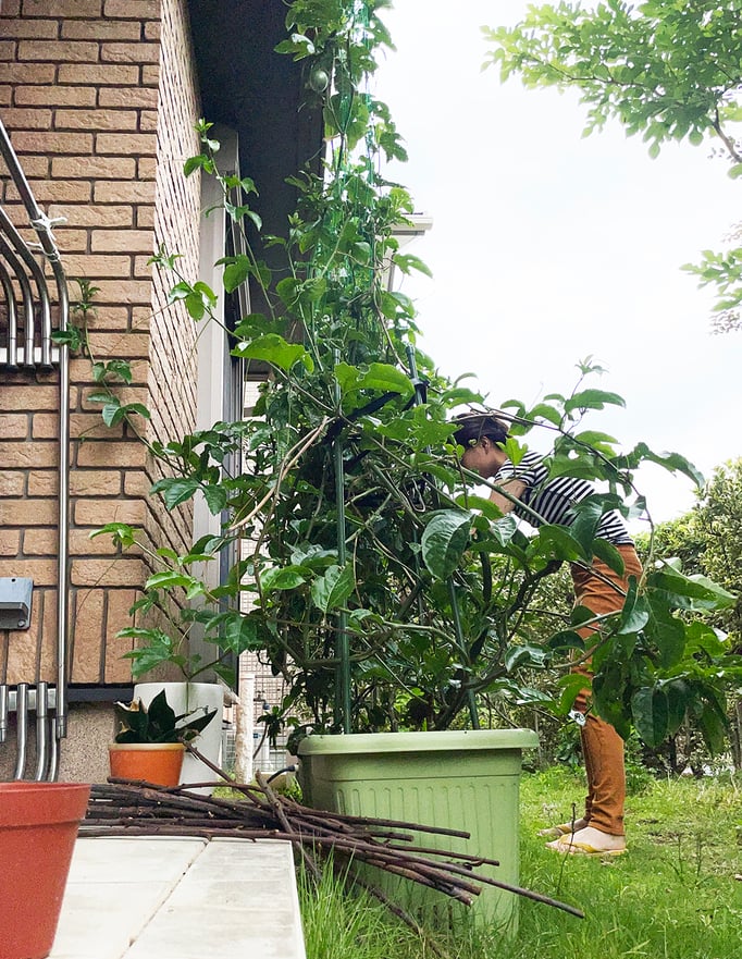 受粉作業は黙々と。ちまちまとした作業が大好きです！