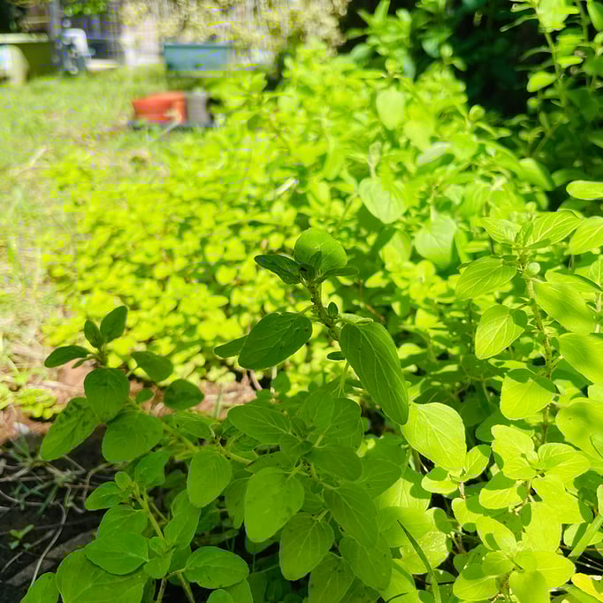 スペアミントもぐんぐん成長。