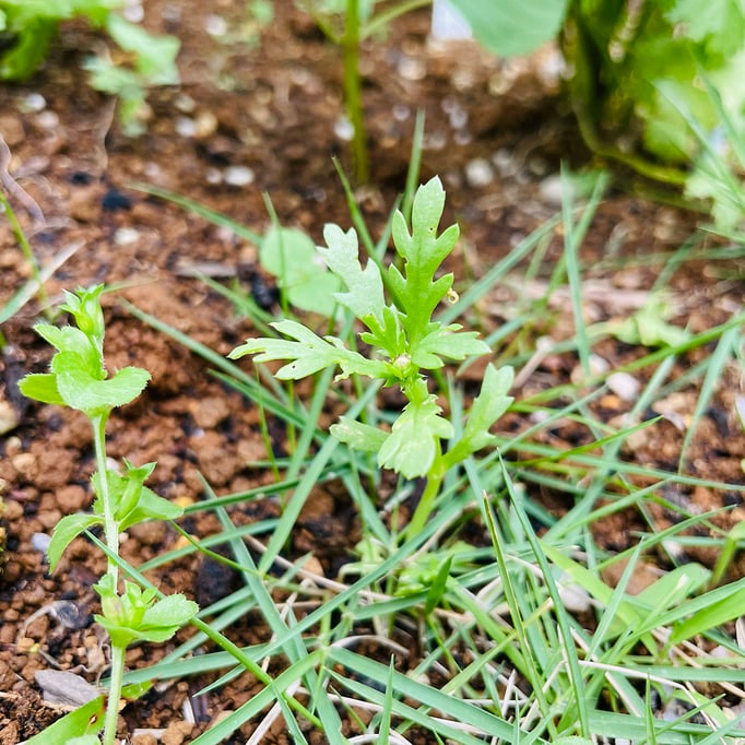 春菊の種が飛んで自生始めました。