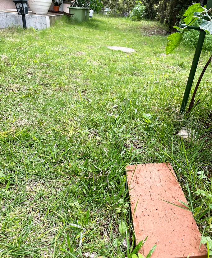 芝生も青々としていい感じです。