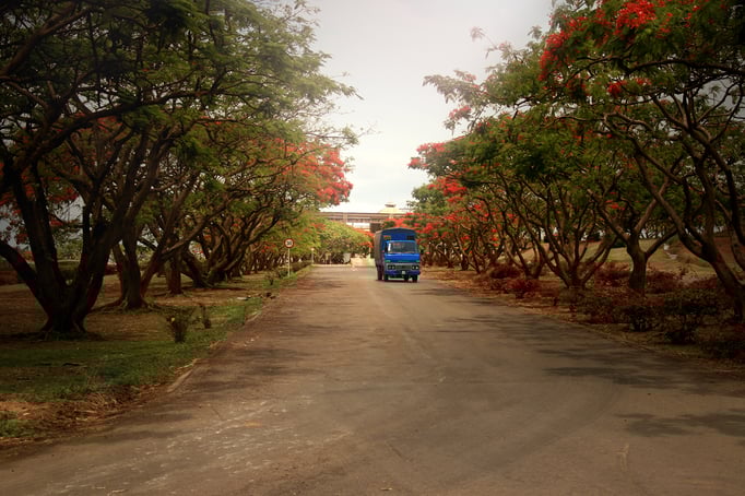 Bambous: Medine Sugar Mill