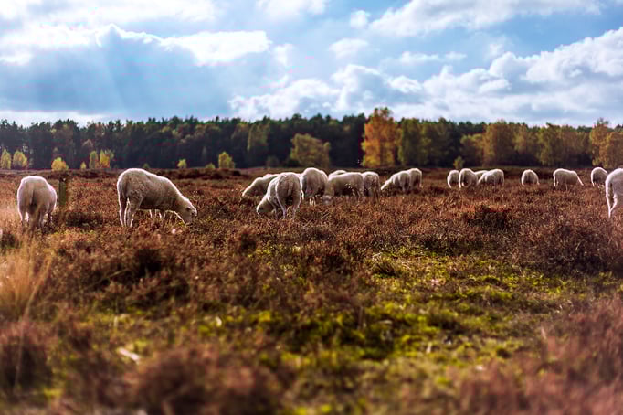 Wildeshausen | Pestruper Gräberfeld