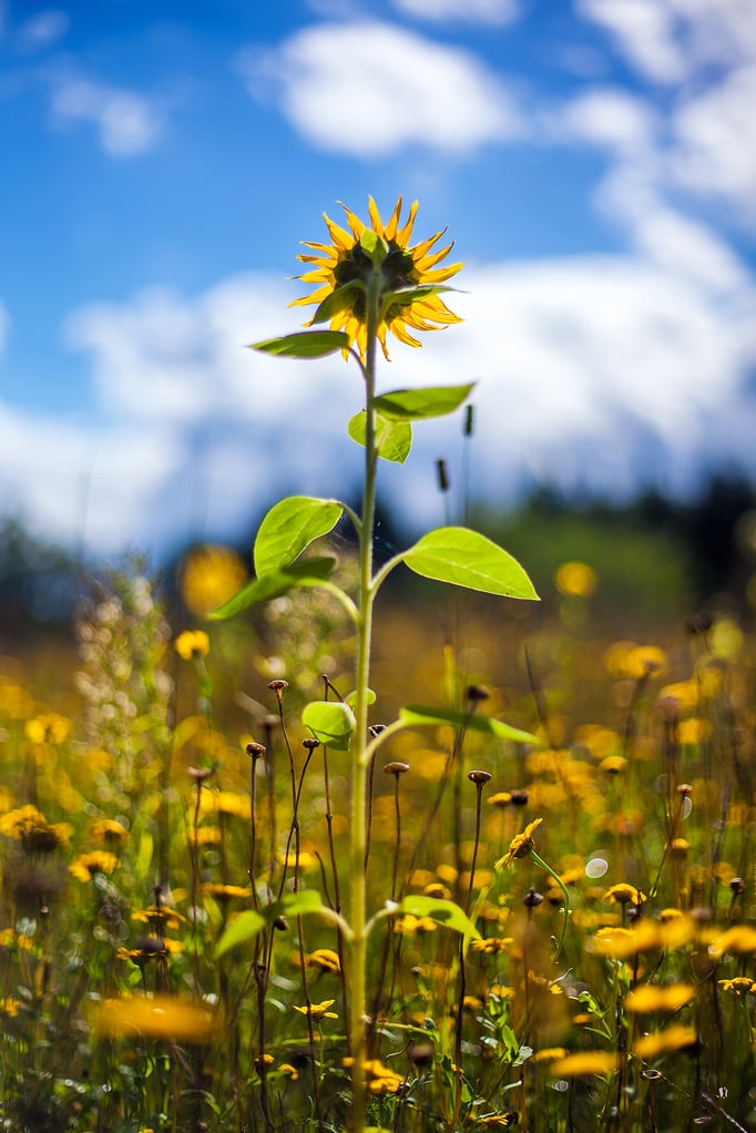 Dötlingen | Dorfgarten