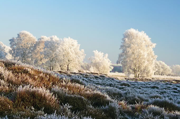 Wildeshausen | Pestruper Gräberfeld