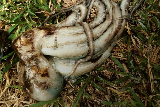 Tamarin: À la maison - Notre dîner