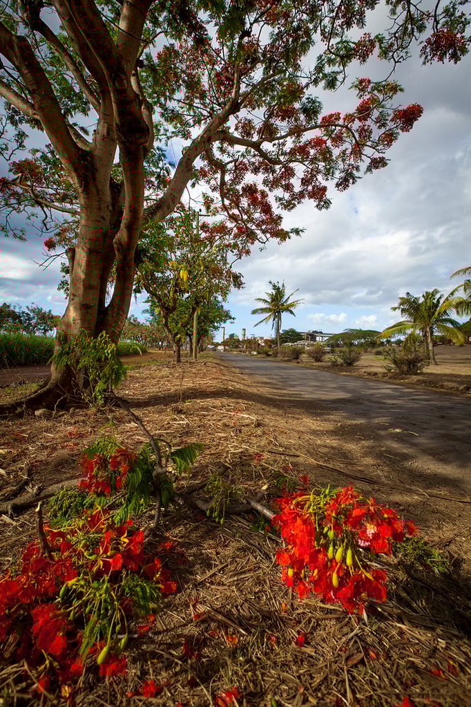 Bambous: Medine Sugar Mill