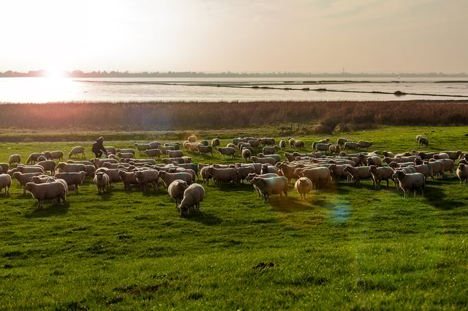 Hamburg | Elbe | Fährmanssand