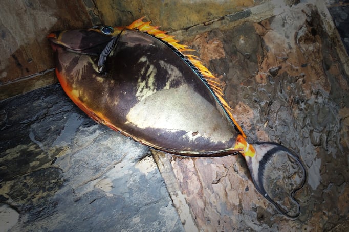 Tamarin: À la maison - Notre dîner