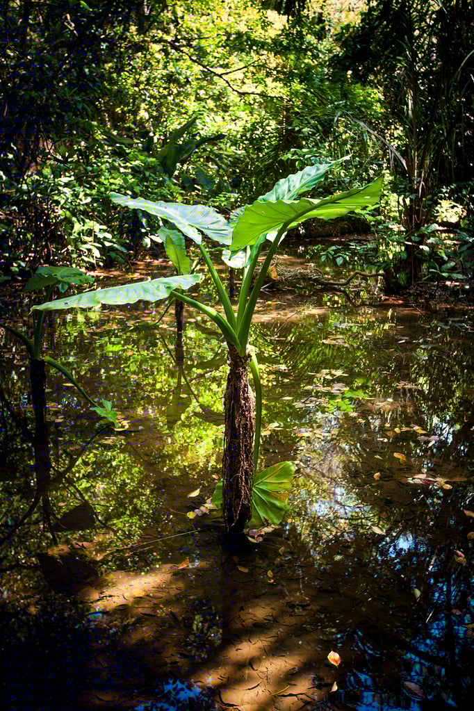 Rivière Des Anguilles: La Vanille Nature Park