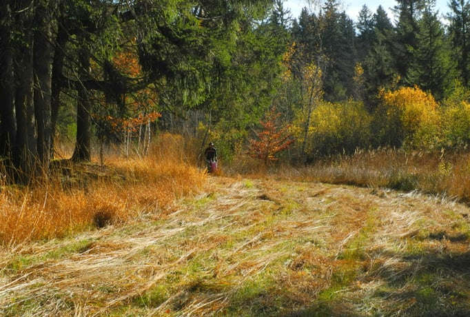 Pfarrwiese-Nord mit Pfeifengrasrasen (Foto: Horst Guckelsberger)