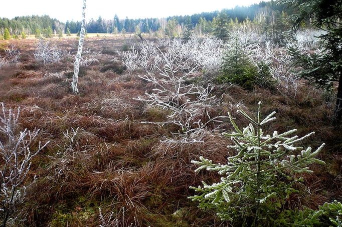 Görbelmoos - Verwaldung (Foto: Horst Guckelsberger)