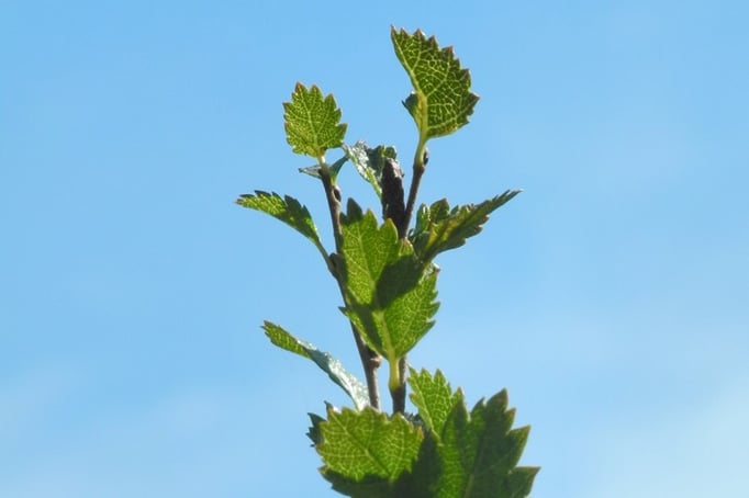Strauchbirke (Foto: Horst Guckelsberger) 