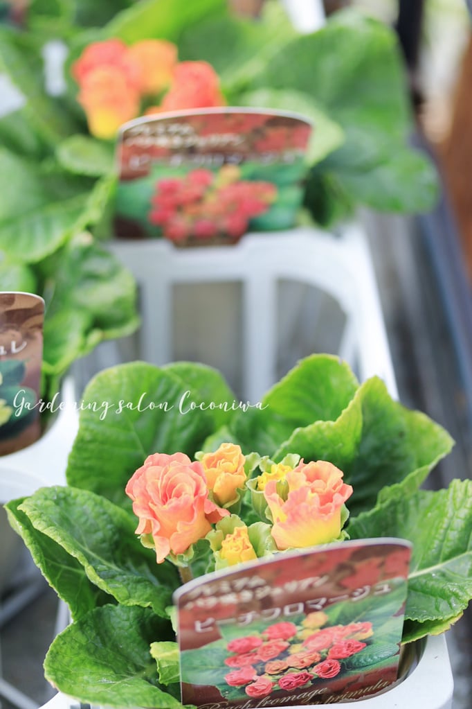 プリムラジュリアンプレミアム