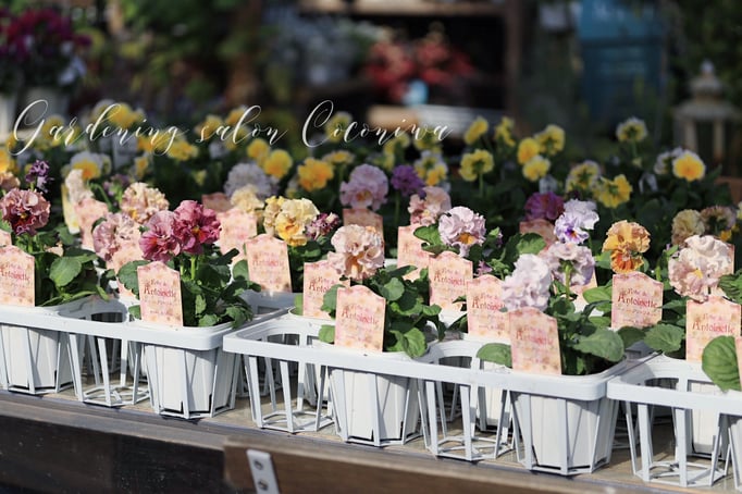 ローブドゥアントワネット