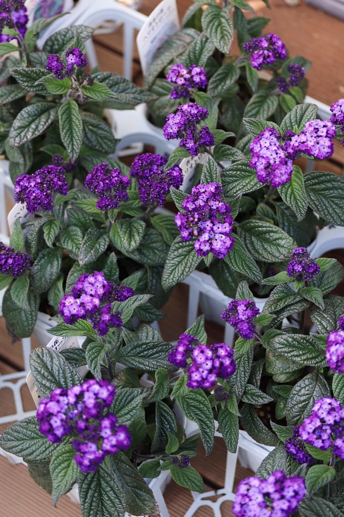 ヘリオトロープ