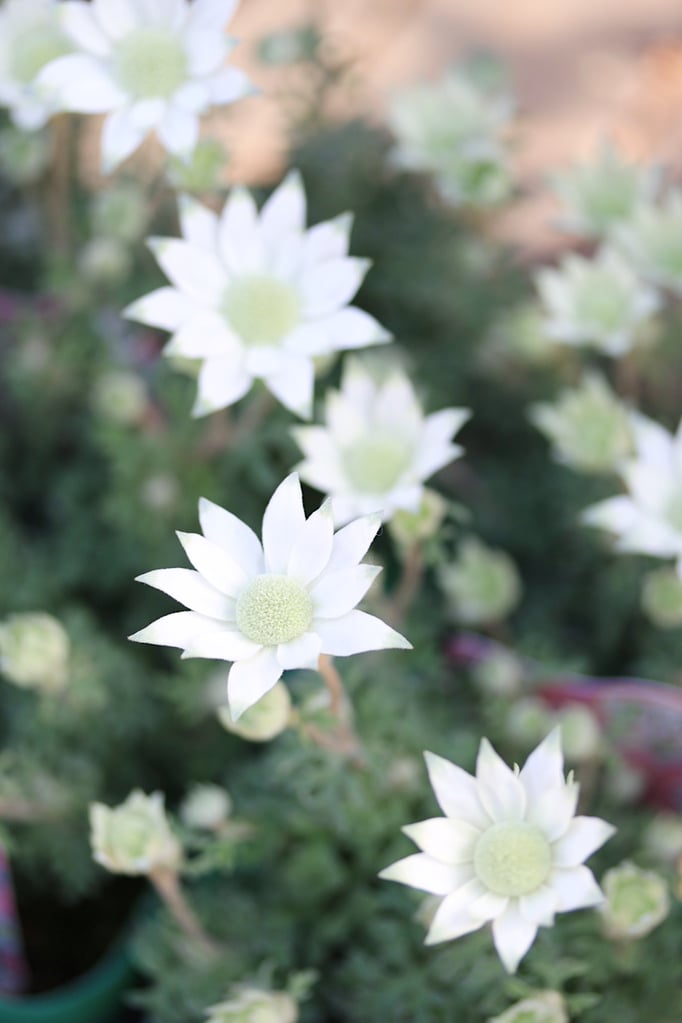 小輪フランネルフラワー天使のウィンク　