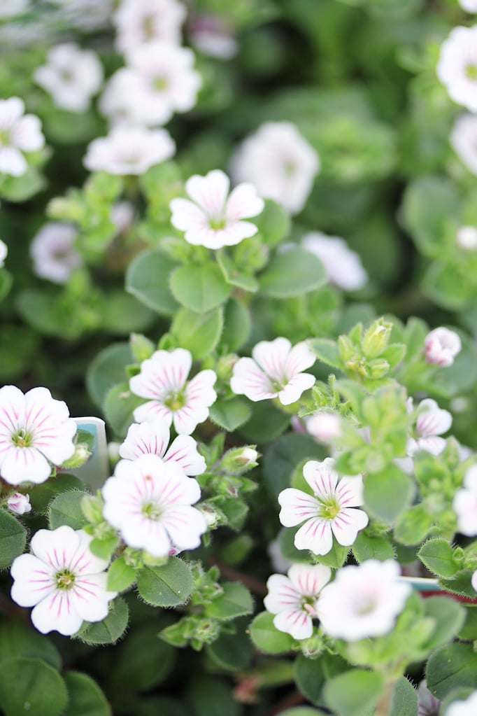 カーペットカスミソウ