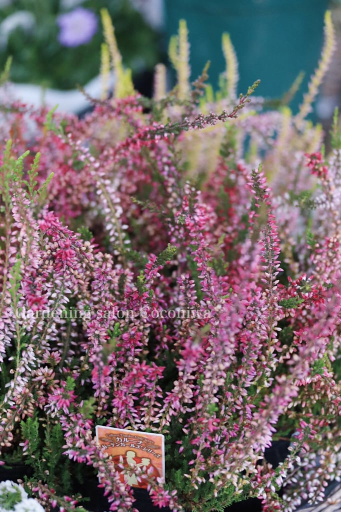 カルーナガーデンガールズ