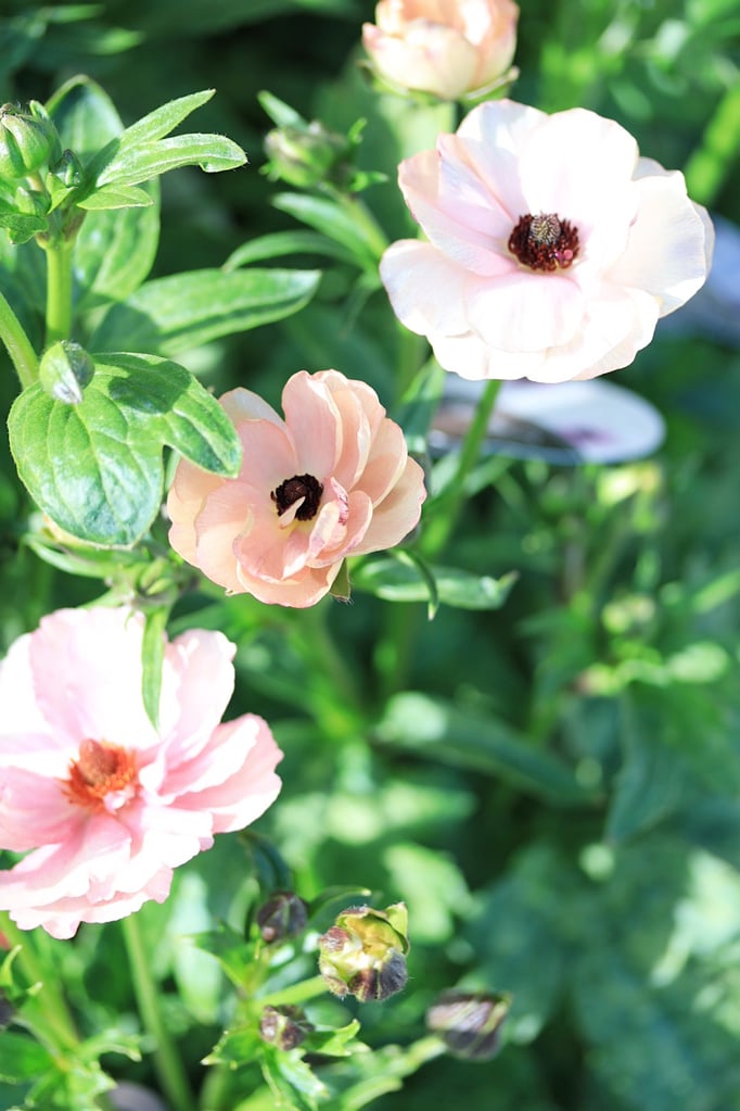 ラナンキュラスラックス