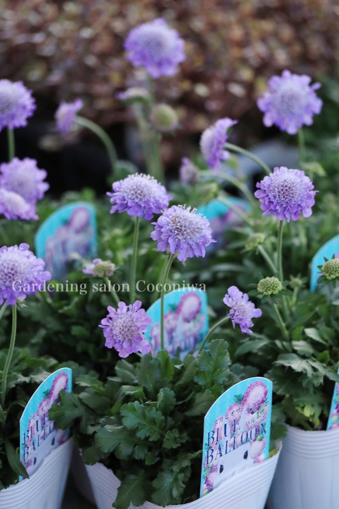 スカビオサブルーバルーン