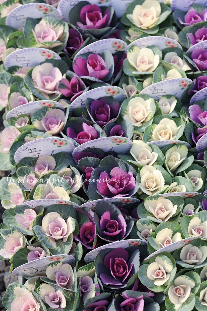 葉牡丹ファミリー