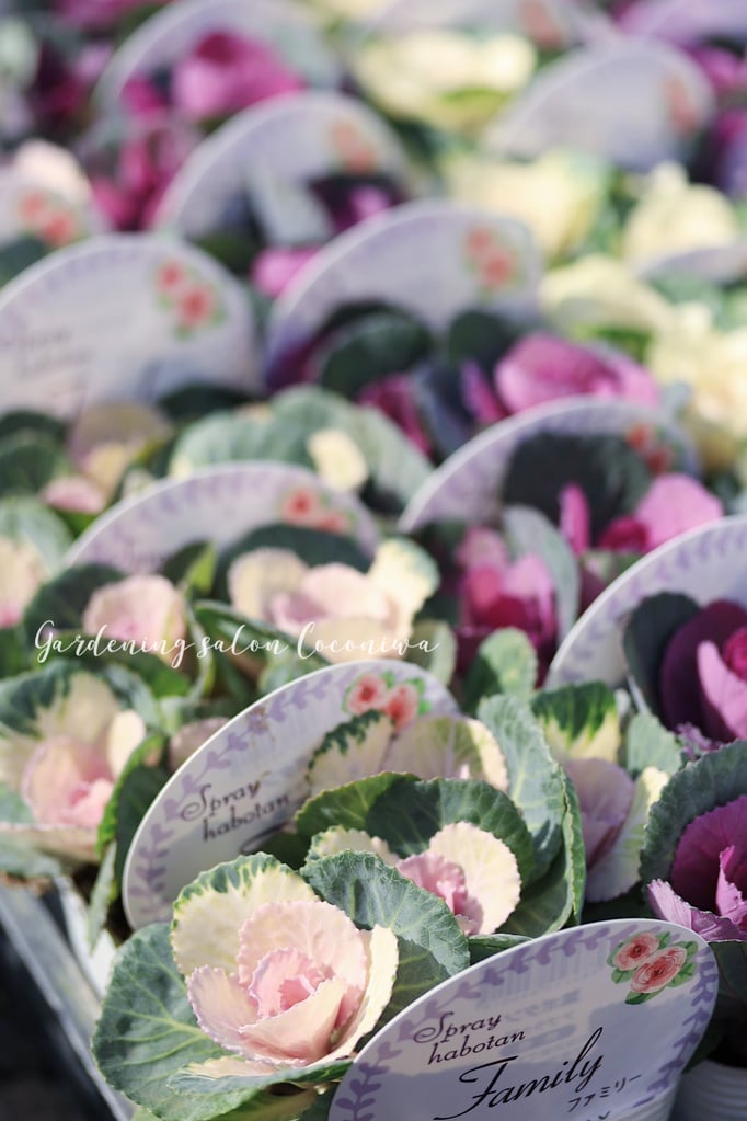 葉牡丹ファミリー