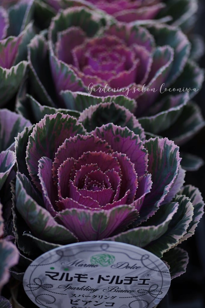 葉牡丹マルモドルチェ