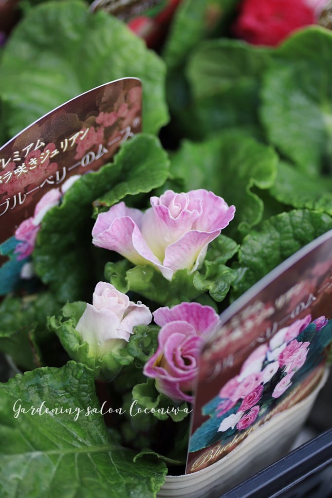 プリムラジュリアンプレミアム