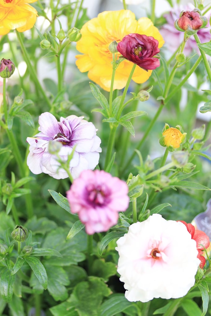 ラナンキュラスラックス