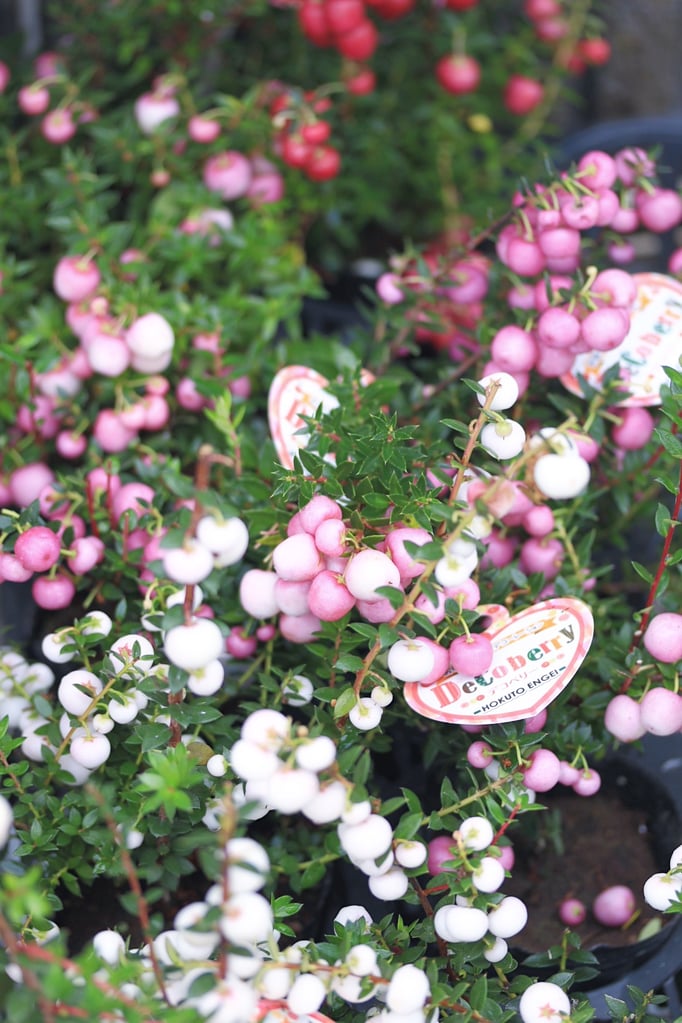 ペネルティアデコベリー