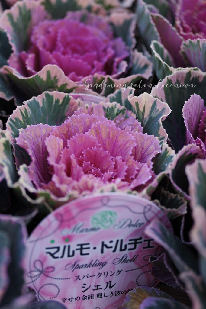 葉牡丹マルモドルチェ