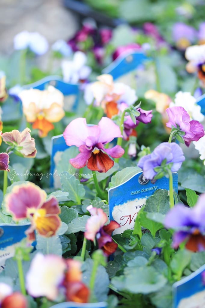 ヌーベルヴァーグ