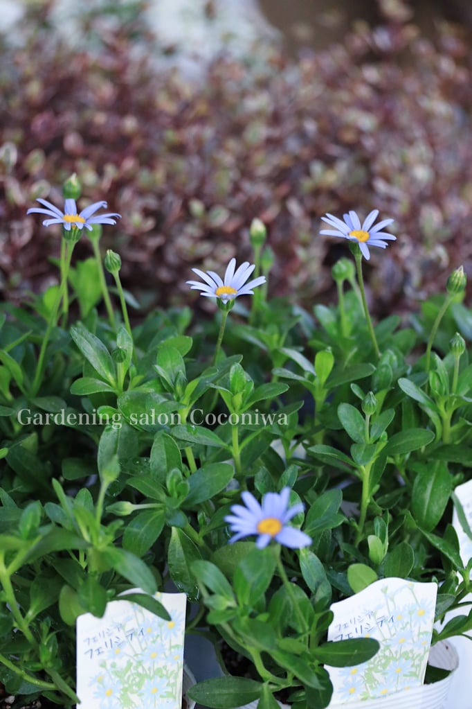 フェリシアフェリシテ