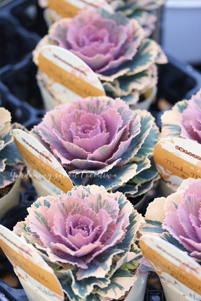 葉牡丹萌花マーブル