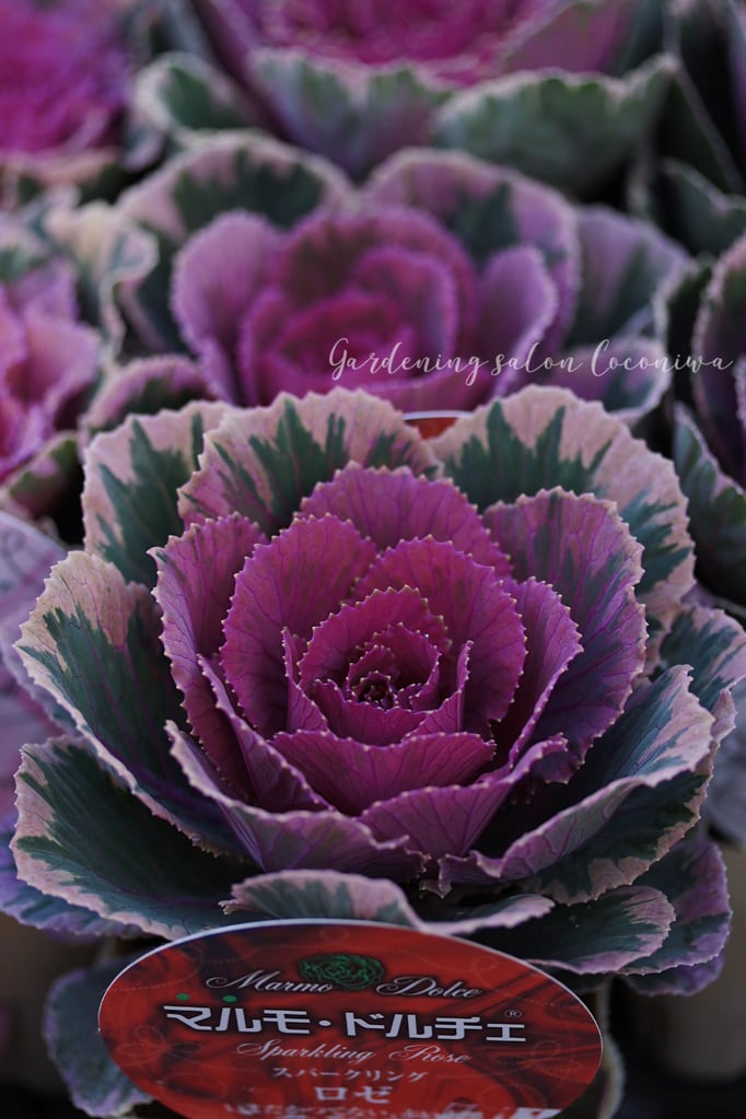 葉牡丹マルモドルチェ