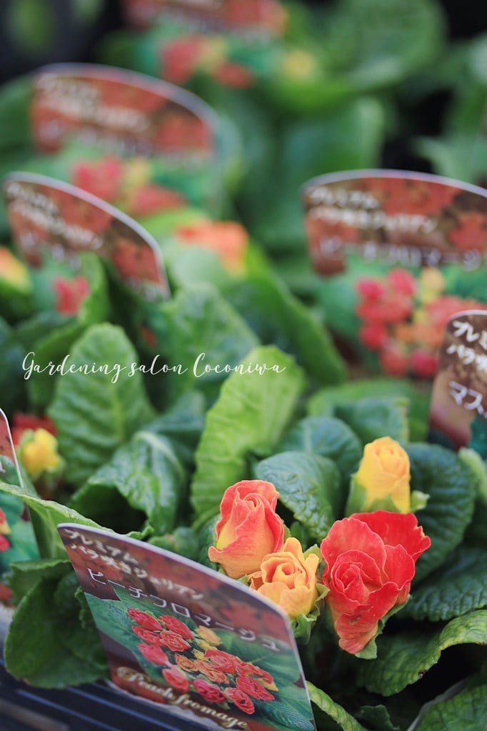 プリムラジュリアンプレミアム