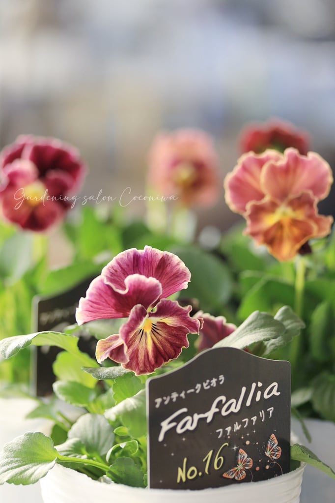 ファルファリア