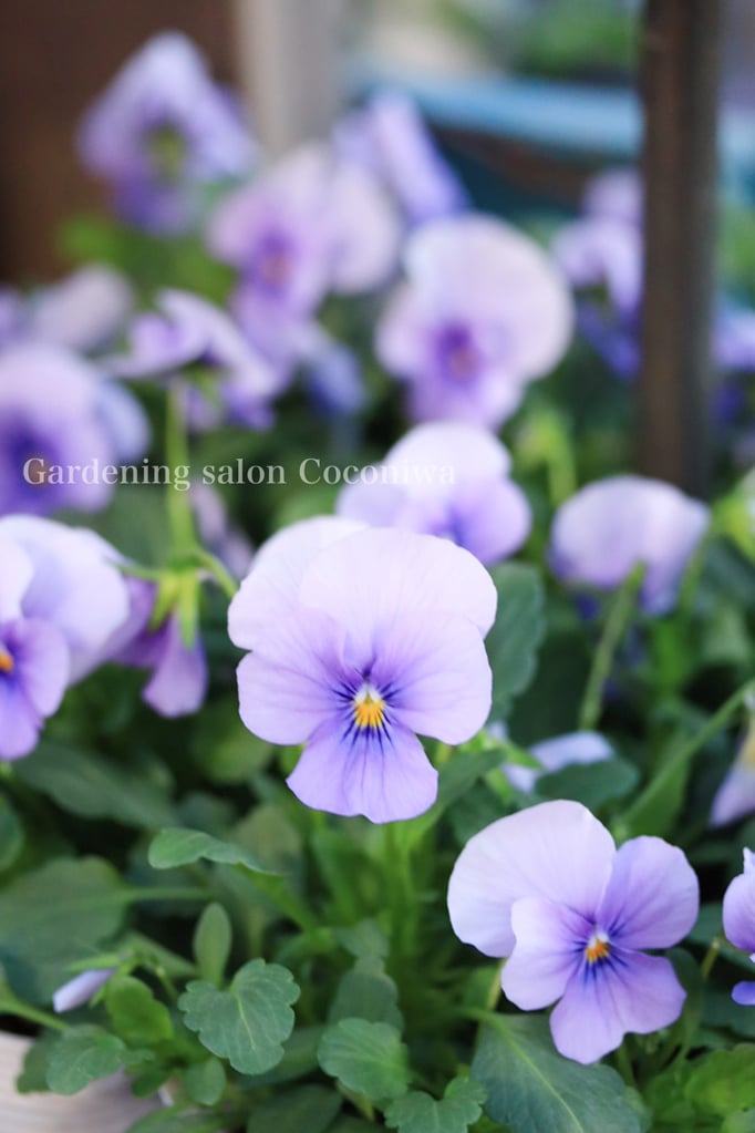 アイシーブルー