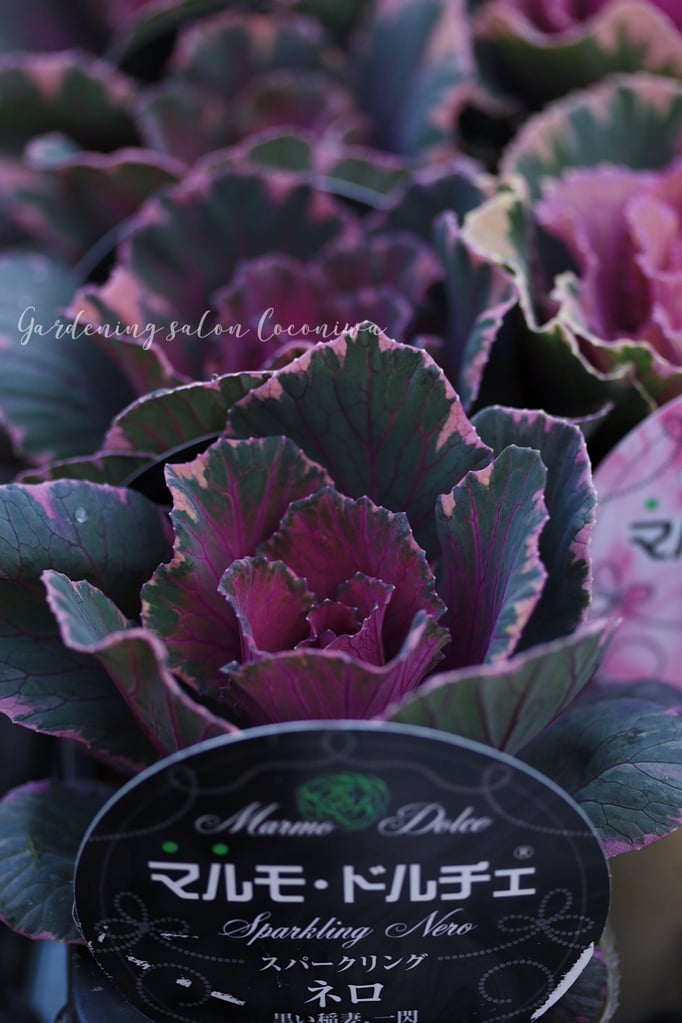 葉牡丹マルモドルチェ