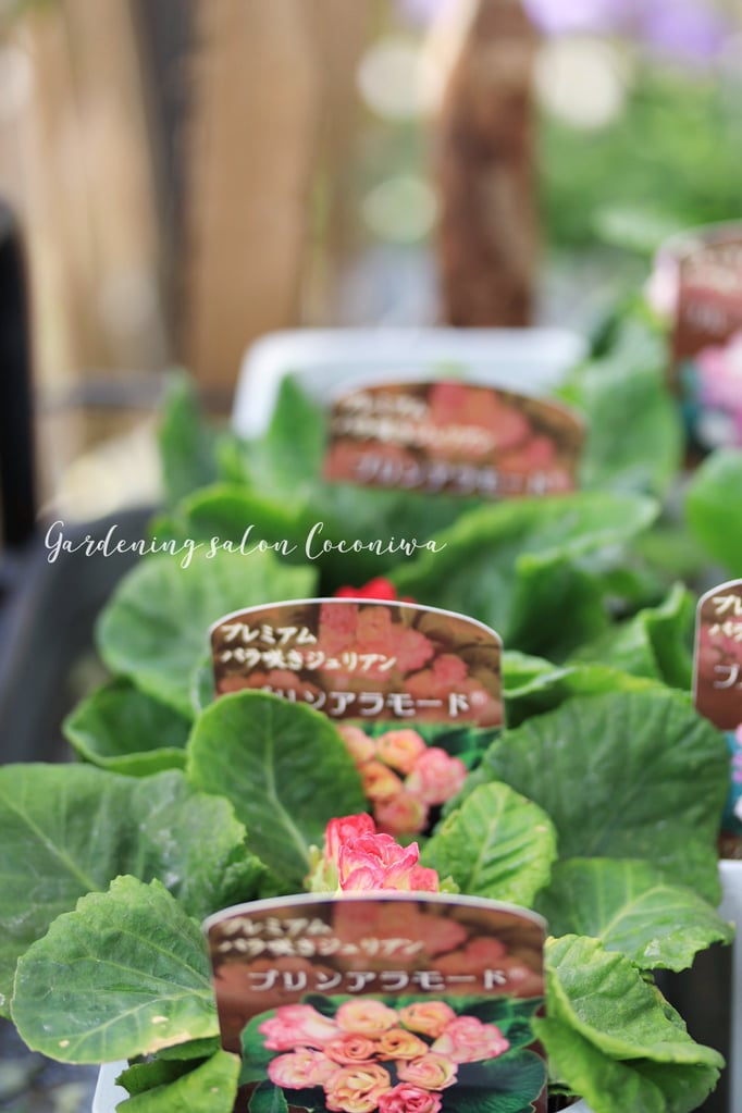 プリムラジュリアンプレミアム