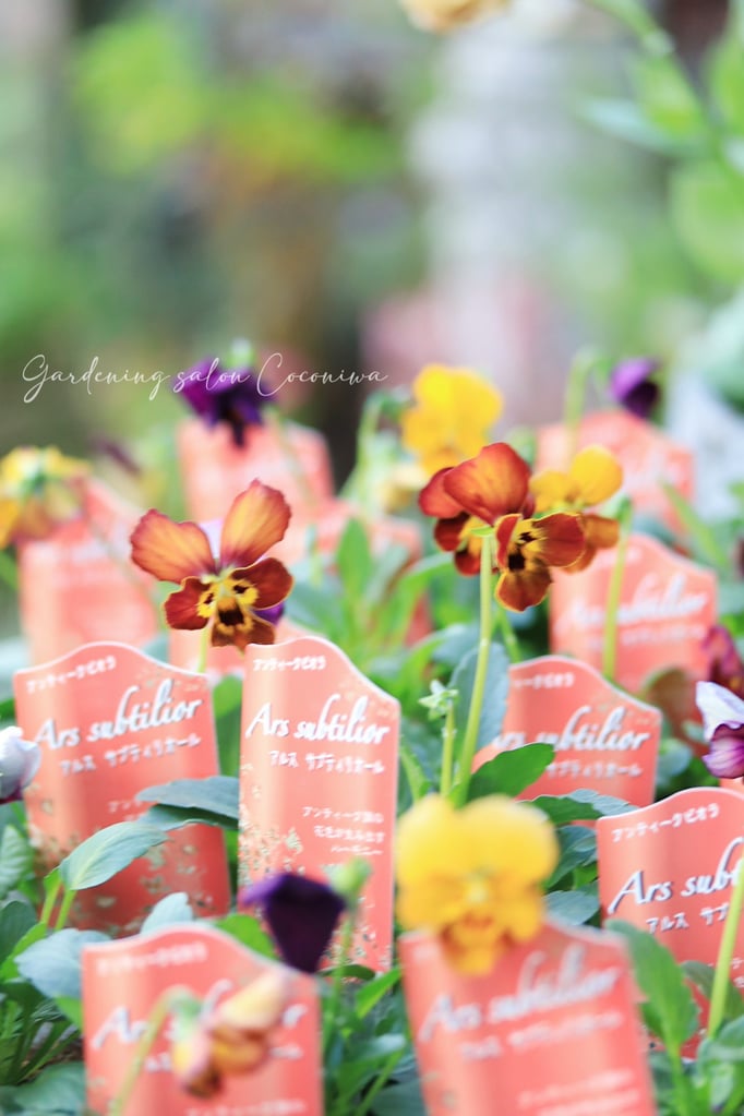 アルスサブティリオール