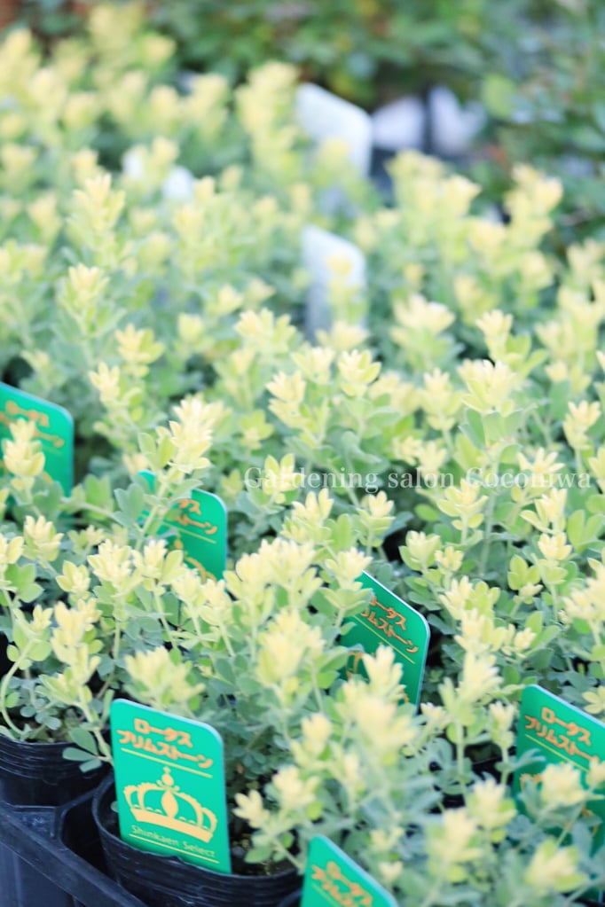 ロータスブリムストーン