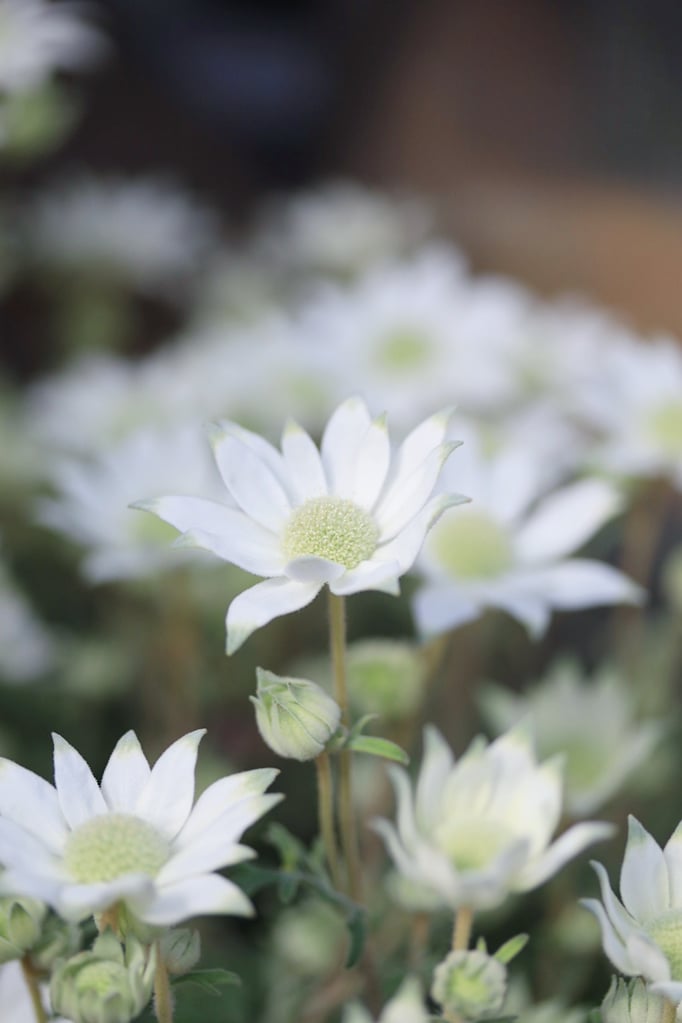 小輪フランネルフラワー天使のウィンク　