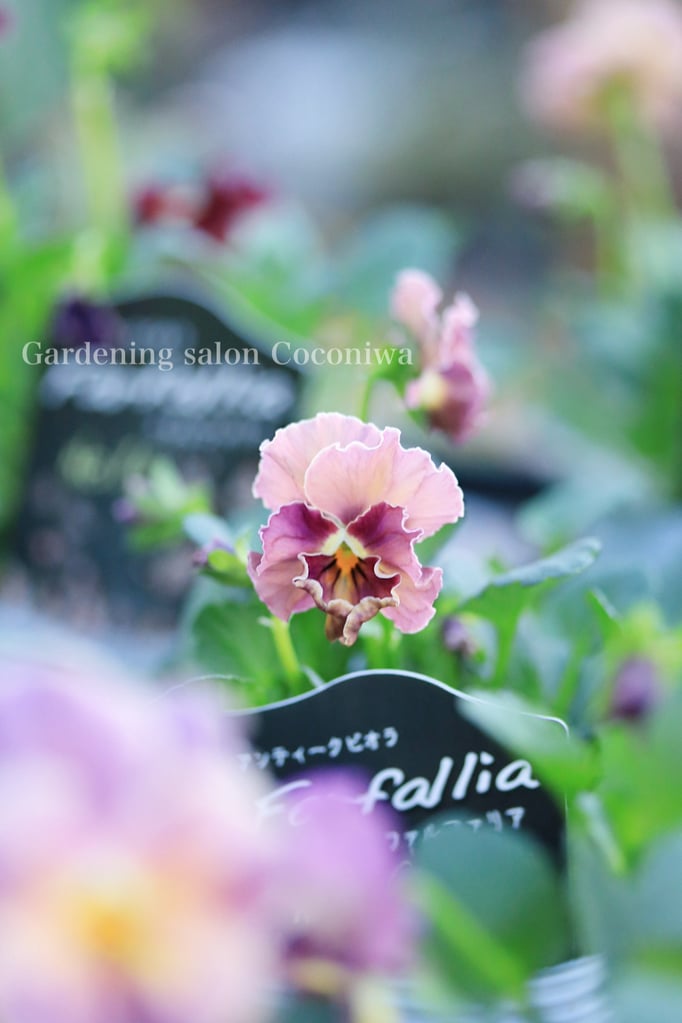 ファルファリア