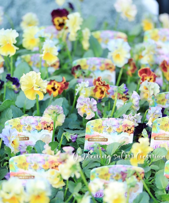 イリスプリエール