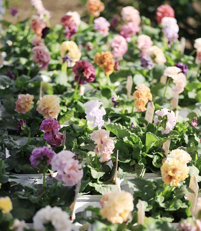 ローブドゥアントワネット