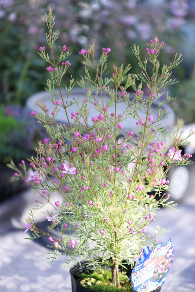 斑入りボロニアプレシャス