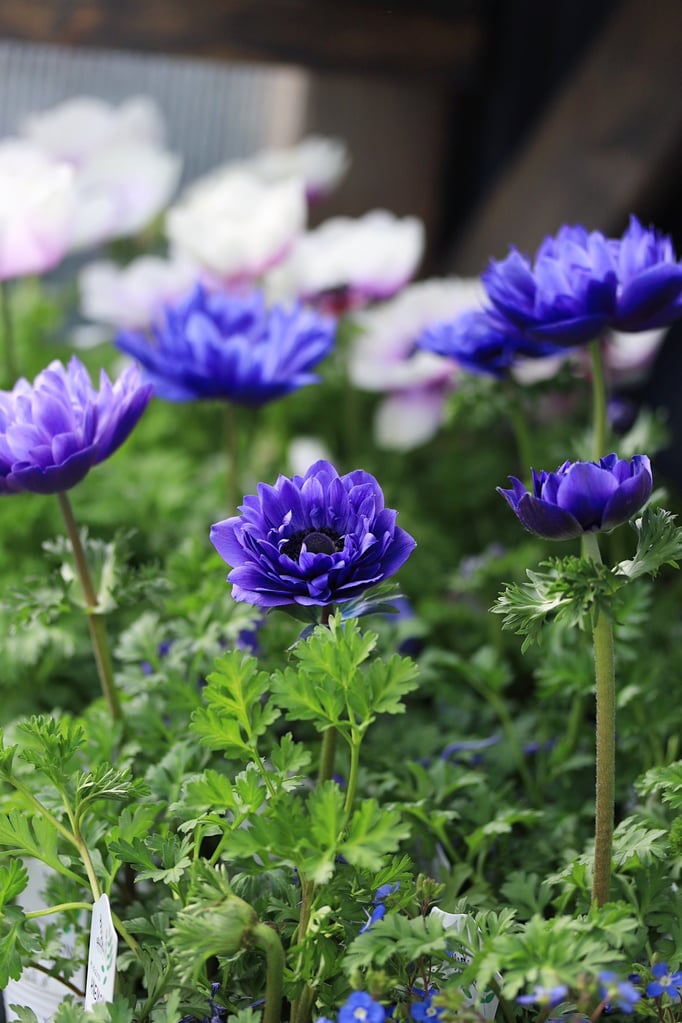 アネモネポルトブルー