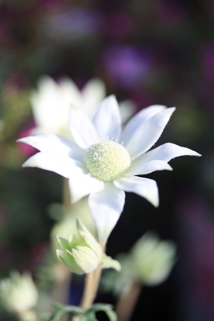 小輪フランネルフラワー天使のウィンク　